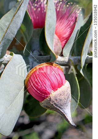 Close up of large pink flower bud emerging from operculum of the Western Australian native Rose Mallee, Eucalyptus rhodantha, family Myrtaceae. Endemic to south west Western Australia. Close up of large pink flower bud emerging from operculum of the Western Australian native Rose Mallee, Eucalyptus rhodantha, family Myrtaceae. Endemic to south west Western Australia. 135018942