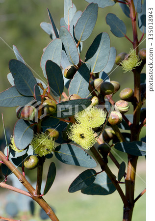Yellow flowers and buds of the Western Australian native Bell-fruited Mallee, Eucalyptus preissiana, family Myrtaceae. Small tree with mallee growth habit growing in shrubland and heathland Yellow flowers and buds of the Western Australian native Bell-fruited Mallee, Eucalyptus preissiana, family Myrtaceae. Small tree with mallee growth habit growing in shrubland and heathland 135018943