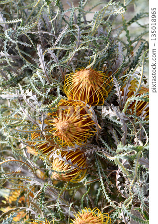 Gold flowers and serrated foliage of the Western Australian native Golden Dryandra, Banksia nobilis, family Proteaceae. Endemic to southwest Western Australia. Used in cut flower industry Gold flowers and serrated foliage of the Western Australian native Golden Dryandra, Banksia nobilis, family Proteaceae. Endemic to southwest Western Australia. Used in cut flower industry 135018965