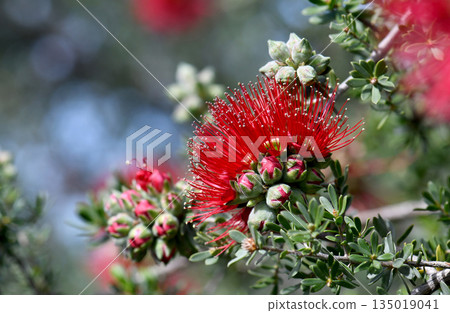 Red flowers and buds of the Australian native Granite Kunzea, Kunzea pulchella, family Myrtaceae. Hardy species endemic to sandy or clay soils and granite outcrops of south Western Australia. Red flowers and buds of the Australian native Granite Kunzea, Kunzea pulchella, family Myrtaceae. Hardy species endemic to sandy or clay soils and granite outcrops of south Western Australia. 135019041