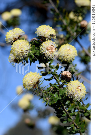Cream yellow flowers of the Australian native Melaleuca megacephala, family Myrtaceae. Endemic to sandstone heath of central coast of Western Australia. Spring flowering. Cream yellow flowers of the Australian native Melaleuca megacephala, family Myrtaceae. Endemic to sandstone heath of central coast of Western Australia. Spring flowering. 135019042