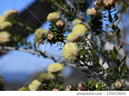 Cream yellow flowers of the Australian native Melaleuca megacephala, family Myrtaceae. Endemic to sandstone heath of central coast of Western Australia. Spring flowering.  135019043