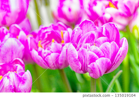 Flowers around the house, various in the four seasons. Beautiful early-blooming tulips have bloomed in the flower bed of the botanical garden. Flowers around the house, various in the four seasons. Beautiful early-blooming tulips have bloomed in the flower bed of the botanical garden. 135019104