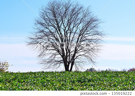 Hiranooka: Tea fields and late autumn cherry blossoms, Tokorozawa City 135019222