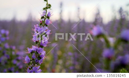 Cyanosis blue. Blue cyaunosis plant. Fields with cyanose. 135019245