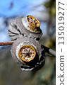 Large fruits, gumnuts or seed pods of the Australian native Large fruited Mallee, Eucalyptus youngiana, family Myrtaceae. Endemic to inland South and Western Australia. 135019277