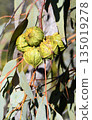 Large ridged flower buds of the Australian native Large fruited Mallee, Eucalyptus youngiana, family Myrtaceae. Endemic to inland South and Western Australia. 135019278