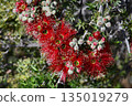 Red flowers of the Australian native Granite Kunzea, Kunzea pulchella, family Myrtaceae. Hardy species endemic to sandy or clay soils and granite outcrops of south Western Australia.  135019279