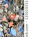 Large pink blossoms, and silver buds and leaves of the Australian native mallee Eucalyptus macrocarpa x youngiana hybrid, family Myrtaceae. Endemic to Western Australia.  135019333