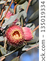 Large pink blossoms, and silver buds and leaves of the Australian native mallee Eucalyptus macrocarpa x youngiana hybrid, family Myrtaceae. Endemic to Western Australia.  135019334