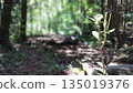 一種生長在森林中的莖狀植物 135019376