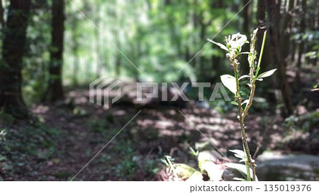 一種生長在森林中的莖狀植物 135019376