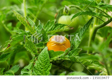 Close up view of diseased yellow tomato fruit on plant foliage in outdoor garden setting showcasing blight symptom or decay problem Close up view of diseased yellow tomato fruit on plant foliage in outdoor garden setting showcasing blight symptom or decay problem 135019477