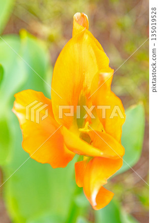 房子周圍的花朵 - 各種時令花卉 - 植物園的花壇裡盛開著美麗的早開鬱金香 135019528