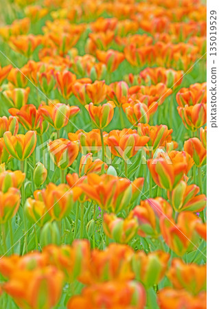 房子周圍的花朵 - 各種時令花卉 - 植物園的花壇裡盛開著美麗的早開鬱金香 135019529