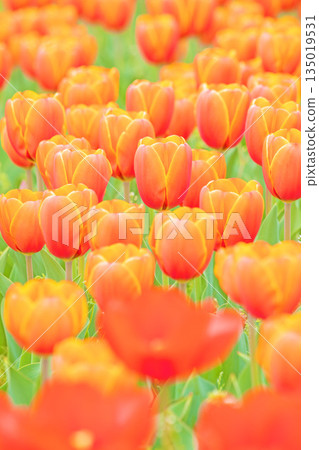 Flowers around the house, various in the four seasons. Beautiful early-blooming tulips have bloomed in the flower bed of the botanical garden. Flowers around the house, various in the four seasons. Beautiful early-blooming tulips have bloomed in the flower bed of the botanical garden. 135019531