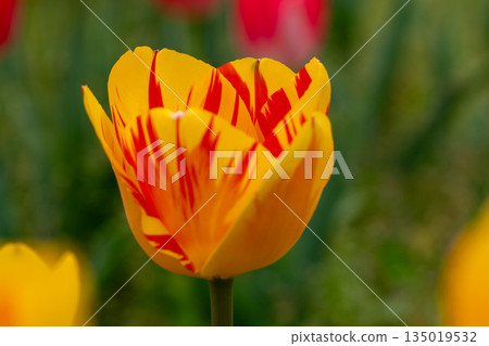 Flowers around the house, various in the four seasons. Beautiful early-blooming tulips have bloomed in the flower bed of the botanical garden. Flowers around the house, various in the four seasons. Beautiful early-blooming tulips have bloomed in the flower bed of the botanical garden. 135019532