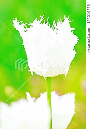 房子周圍的花朵 - 各種時令花卉 - 植物園的花壇裡盛開著美麗的早開鬱金香 135019786