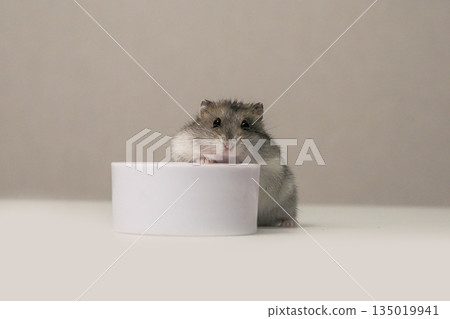 A hamster is sitting in front of a white bowl. A hamster is sitting in front of a white bowl. 135019941