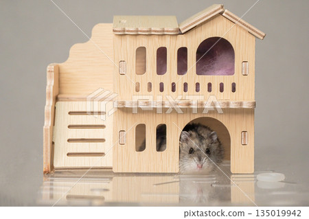 A hamster in the window of his wooden house. A hamster in the window of his wooden house. 135019942