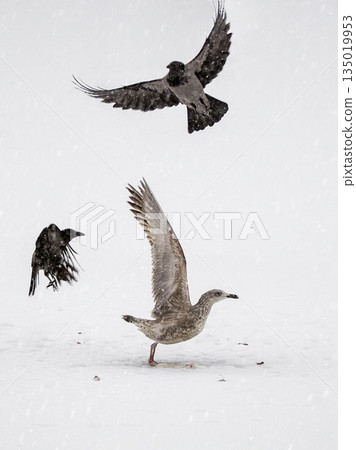 Three birds are flying and fight in the snow. Three birds are flying and fight in the snow. 135019953