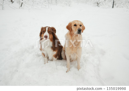 Australian Shepherd and Golden Retriever sitting side by side in fresh snow, calm winter portrait of two dogs outdoors. Friendship, companionship, seasonal pet lifestyle in a snowy park Australian Shepherd and Golden Retriever sitting side by side in fresh snow, calm winter portrait of two dogs outdoors. Friendship, companionship, seasonal pet lifestyle in a snowy park 135019998