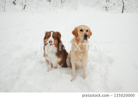 Australian Shepherd and Golden Retriever sitting side by side in fresh snow, calm winter portrait of two dogs outdoors. Friendship, companionship, seasonal pet lifestyle in a snowy park 135020000