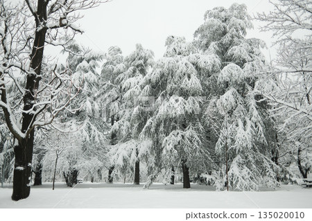 Snow covered evergreen trees in Zvezdara park in Belgrade after snowfall. Dense winter forest scene showing seasonal beauty, stillness, and natural urban greenery 135020010