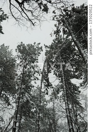 View looking up at tall snow covered pine trees against winter sky. Concept of perspective, forest depth, cold season and quiet natural atmosphere View looking up at tall snow covered pine trees against winter sky. Concept of perspective, forest depth, cold season and quiet natural atmosphere 135020022