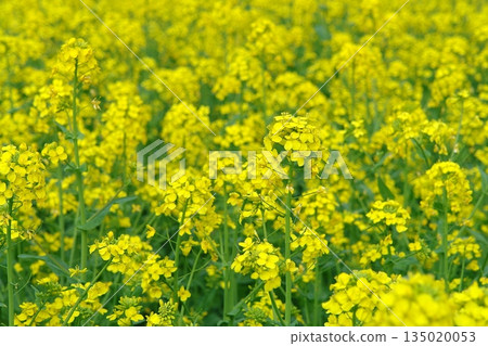 A field of rapeseed flowers in full bloom A field of rapeseed flowers in full bloom 135020053