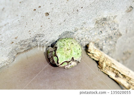 Close-up of a frog curled up against a wall Close-up of a frog curled up against a wall 135020055