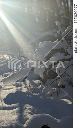 Snow-covered tree branches in a quiet winter forest illuminated by soft sunlight rays. Natural cold season background with fresh snow, calm atmosphere, wilderness, and serene outdoor scenery. Snow-covered tree branches in a quiet winter forest illuminated by soft sunlight rays. Natural cold season background with fresh snow, calm atmosphere, wilderness, and serene outdoor scenery. 135020077