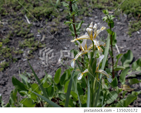 Close-up of white and yellow striped iris, or Turkish iris, or Iris orientalis, or Iris hartwegii. 135020172