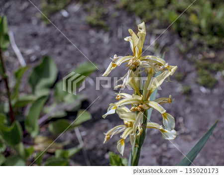 Close-up of a white and yellow striped iris, or Turkish iris, or Iris orientalis, or Iris hartwegii. Close-up of a white and yellow striped iris, or Turkish iris, or Iris orientalis, or Iris hartwegii. 135020173