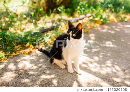 Black and white cat standing outdoors on a sunlit path. Curiosity, presence, and quiet coexistence between animal life and urban environment. Black and white cat standing outdoors on a sunlit path. Curiosity, presence, and quiet coexistence between animal life and urban environment. 135020308