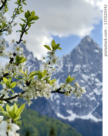 beautiful alps mountains landscape with snow beautiful alps mountains landscape with snow 135020342