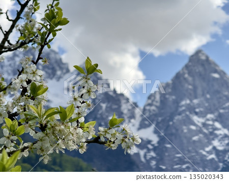 beautiful alps mountains landscape with snow beautiful alps mountains landscape with snow 135020343