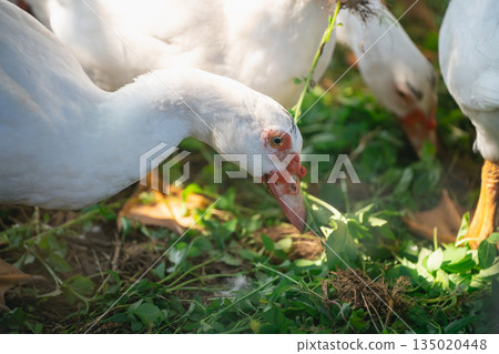 White Domestic Ducks Feeding on Green Grass in Natural Habitat, Close-Up View of Birds for Farm and Nature Photography 135020448