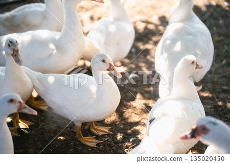 Group of White Ducks in a Natural Setting Amidst Soft Sunlight and Ground Shadows Showing Farm Life and Domestic Wildlife in Nature's Serenity Group of White Ducks in a Natural Setting Amidst Soft Sunlight and Ground Shadows Showing Farm Life and Domestic Wildlife in Nature's Serenity 135020450