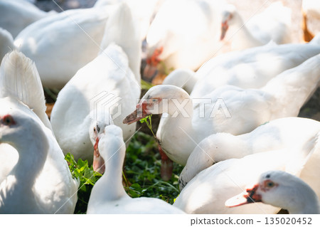 Group of White Domestic Ducks Feeding in Natural Habitat Under Bright Sunlight, Capturing Their Detail and Interaction in a Lush Environment 135020452