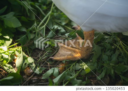 Close-Up View of a Duck's Foot Standing on Green Vegetation with Natural Light Highlighting the Texture and Detail of Its Webbed Toes 135020453