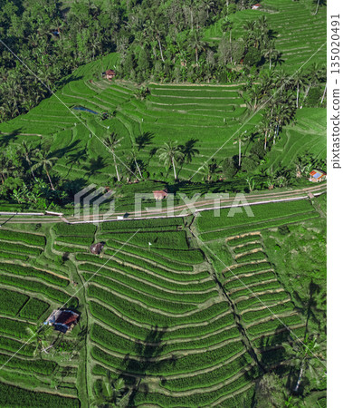 Aerial View Highlights Geometric Patterns And Environment Of Rice Paddies Aerial View Highlights Geometric Patterns And Environment Of Rice Paddies 135020491