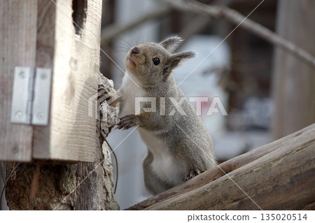 Cute expression of a squirrel climbing a tree 135020514