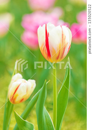 Flowers around the house, various in the four seasons. Beautiful early-blooming tulips have bloomed in the flower bed of the botanical garden. Flowers around the house, various in the four seasons. Beautiful early-blooming tulips have bloomed in the flower bed of the botanical garden. 135020522