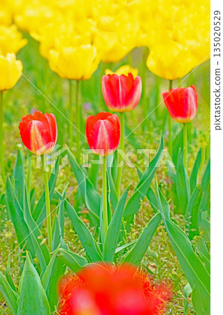 Flowers around the house, various in the four seasons. Beautiful early-blooming tulips have bloomed in the flower bed of the botanical garden. Flowers around the house, various in the four seasons. Beautiful early-blooming tulips have bloomed in the flower bed of the botanical garden. 135020529