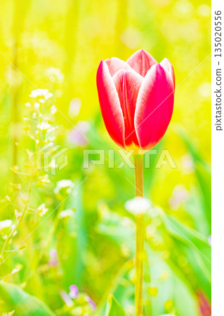 Flowers around the house, various in the four seasons. Beautiful early-blooming tulips have bloomed in the flower bed of the botanical garden. 135020556