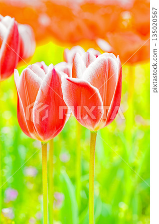 房子周圍的花朵 - 各種時令花卉 - 植物園的花壇裡盛開著美麗的早開鬱金香 135020567