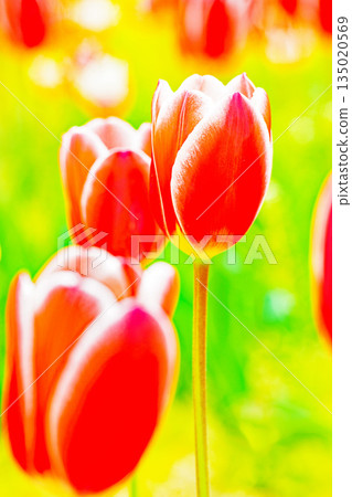 房子周圍的花朵 - 各種時令花卉 - 植物園的花壇裡盛開著美麗的早開鬱金香 135020569