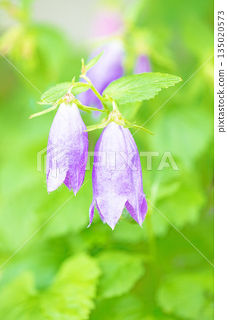 Flowers around the house, various in the four seasons. Beautiful early-blooming tulips have bloomed in the flower bed of the botanical garden. 135020573