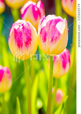 Flowers around the house, various in the four seasons. Beautiful early-blooming tulips have bloomed in the flower bed of the botanical garden. 135020574